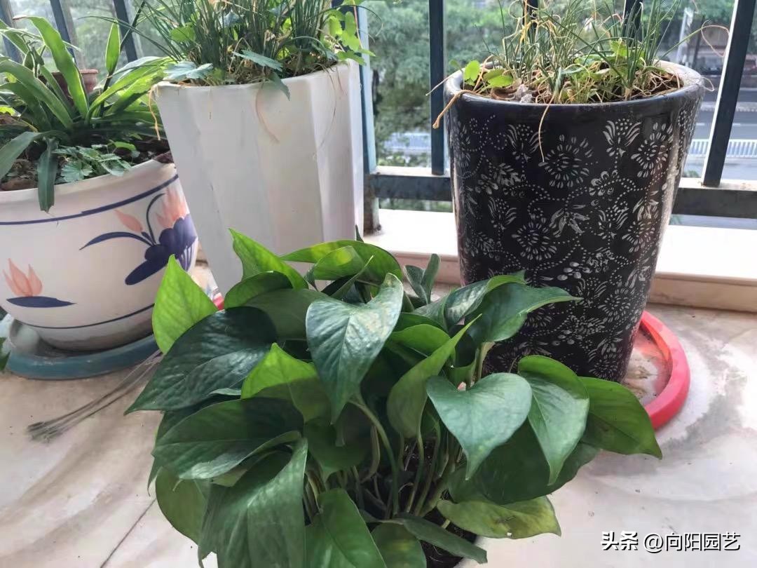 植物净化甲醛有用吗,植物吸甲醛是真的吗