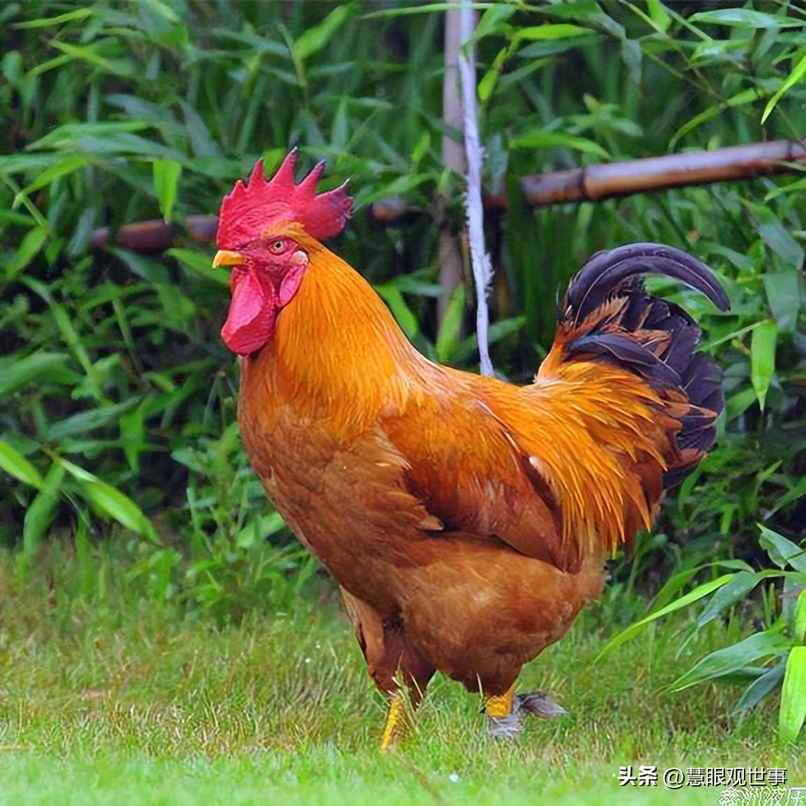 山西孝义土话大全 (山西孝义土话大全集)