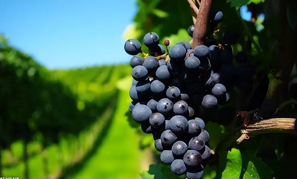 被吹上天的保健品和药品的区别,被吹上天的保健品实则伤钱