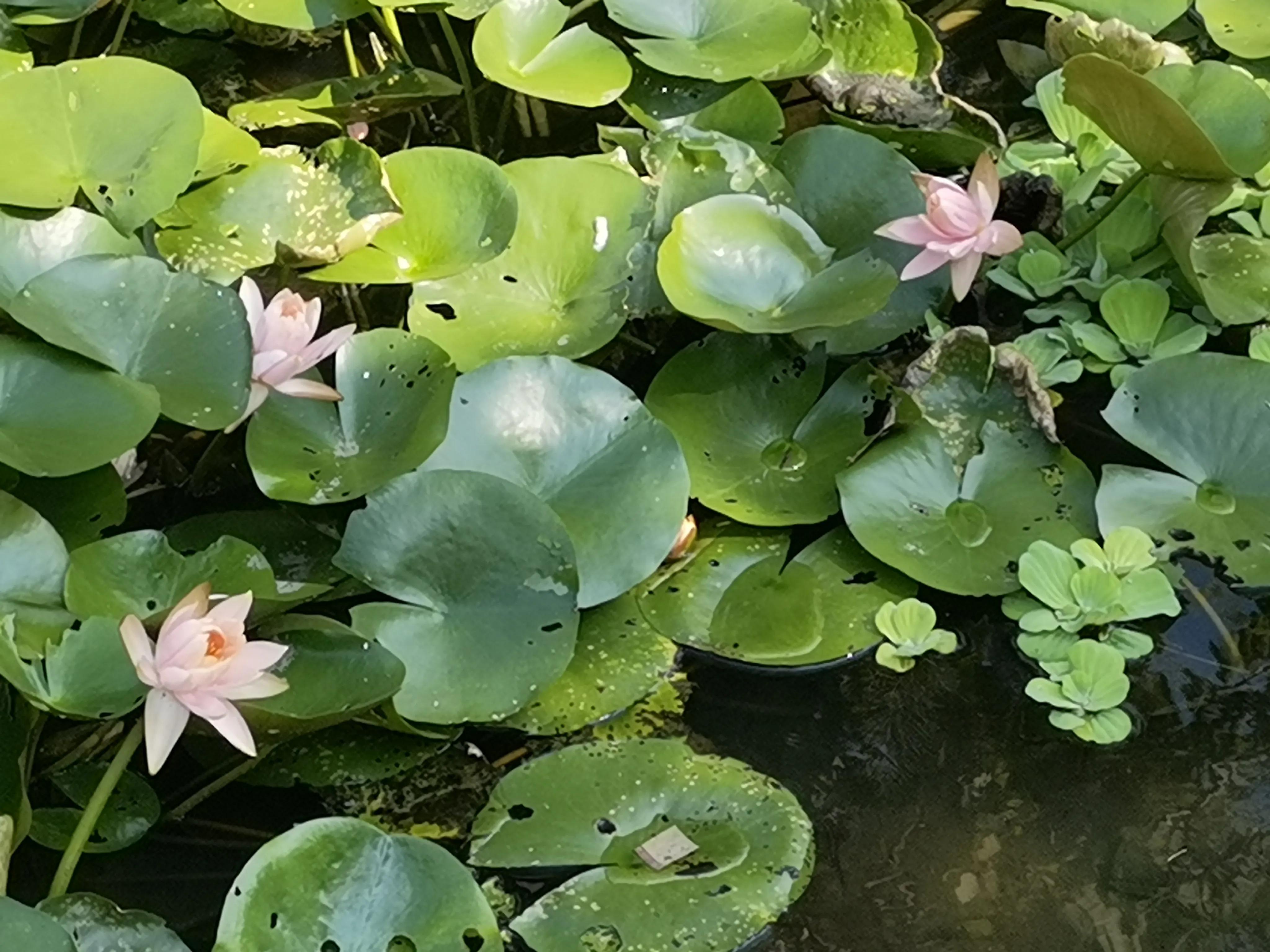 夏天的一丝清凉睡莲,夏天的睡莲有种别样的美