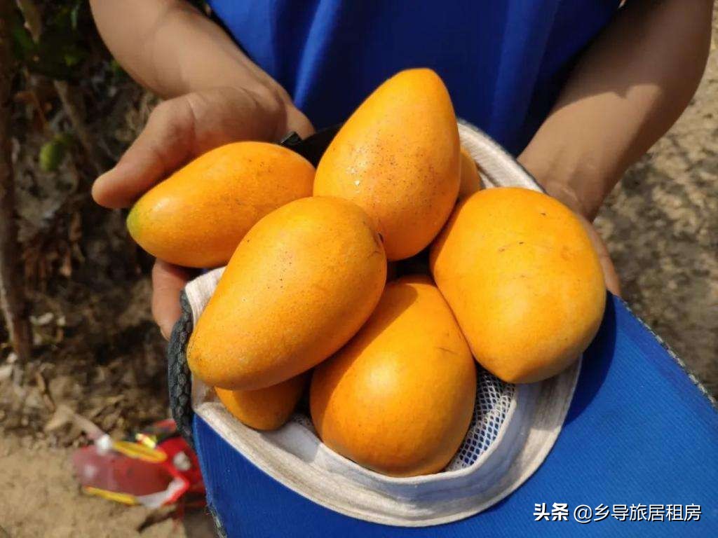 旅居三亚,三亚旅游买芒果