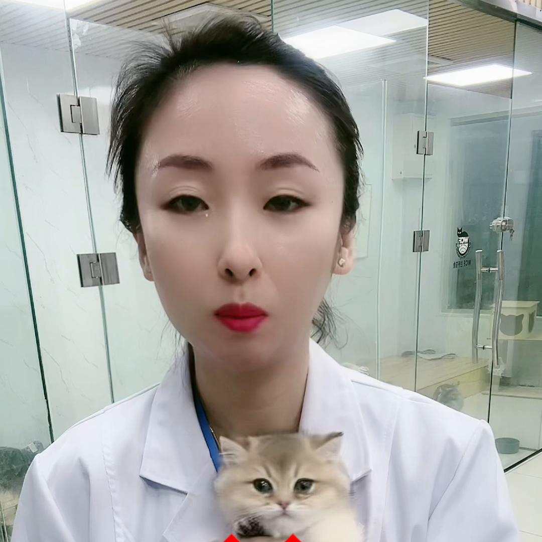 新手养猫小知识养猫必看,养猫平替小技巧