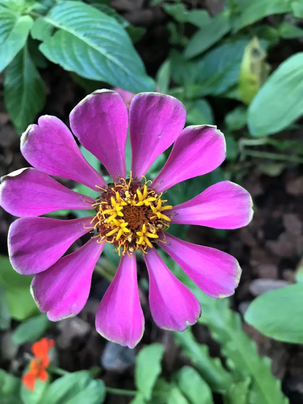 深圳东湖公园赏菊门票,观赏菊花深圳东湖公园