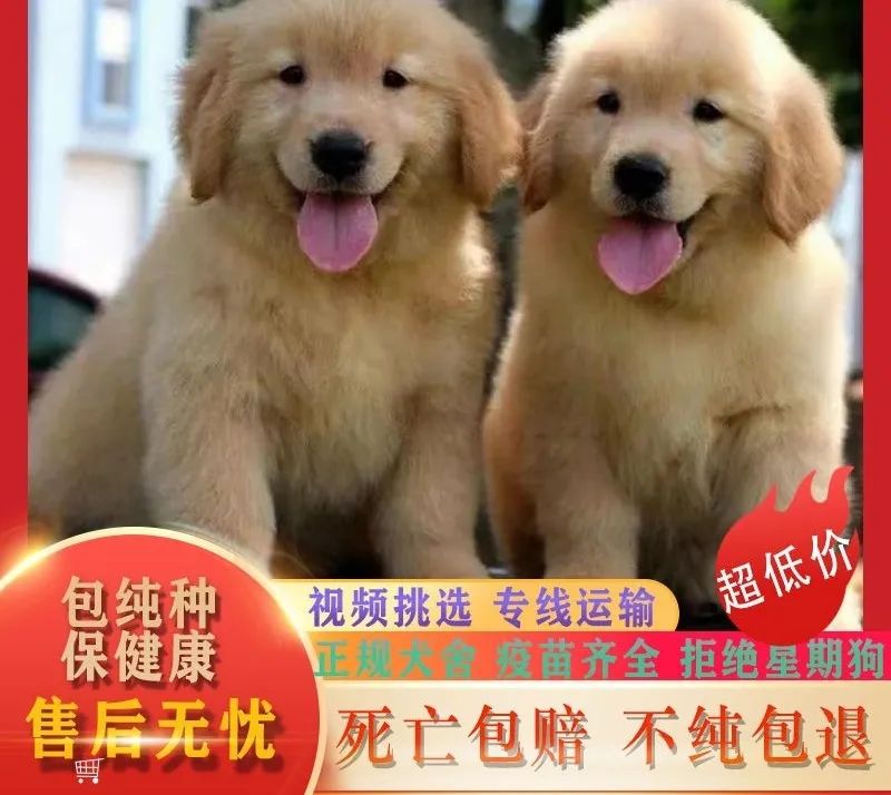 买的纯种金毛收到的却是本地土狗,妈妈拼夕夕买东西