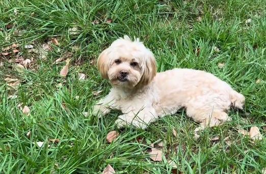 龙肉球狗狗是什么品种,龙肉球狗狗的绝活