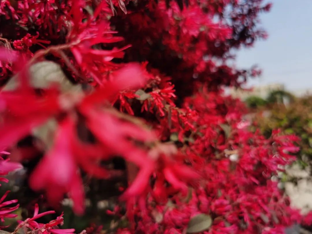 象征富贵福气的檵木花开了,快来看看吧