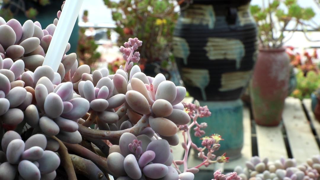 拉萨今年五一旅游多少人,五一拉萨旅游合适吗