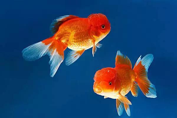 金鱼吊兰好看吗,金鱼吊兰怎么养护