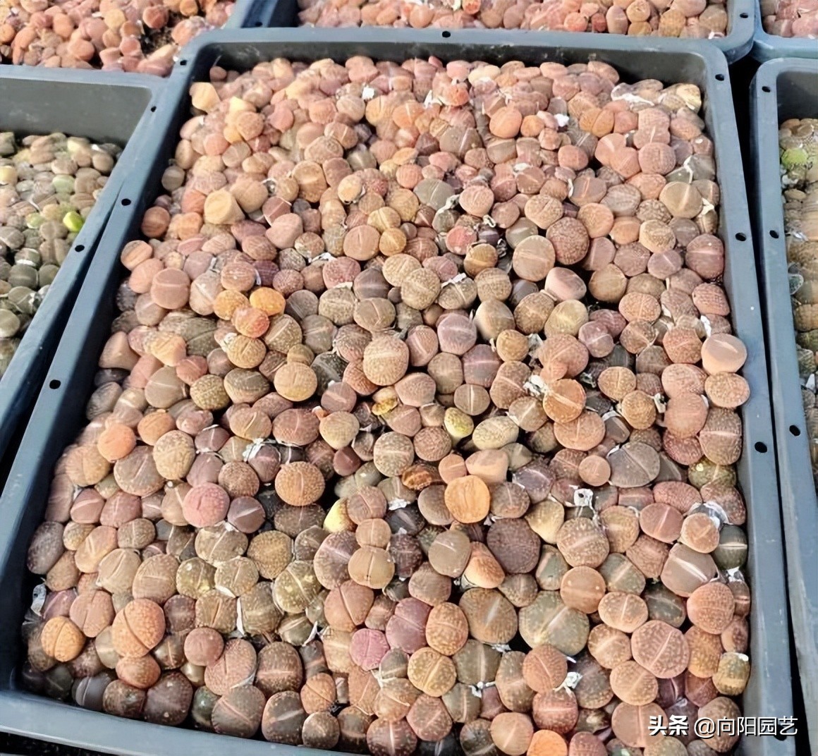 养生石花，不要人工扒皮，放在太阳下暴晒，利用光照自然退皮