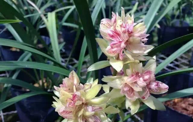 富山奇蝶兰花新老品种,富山奇蝶兰花带红花苞