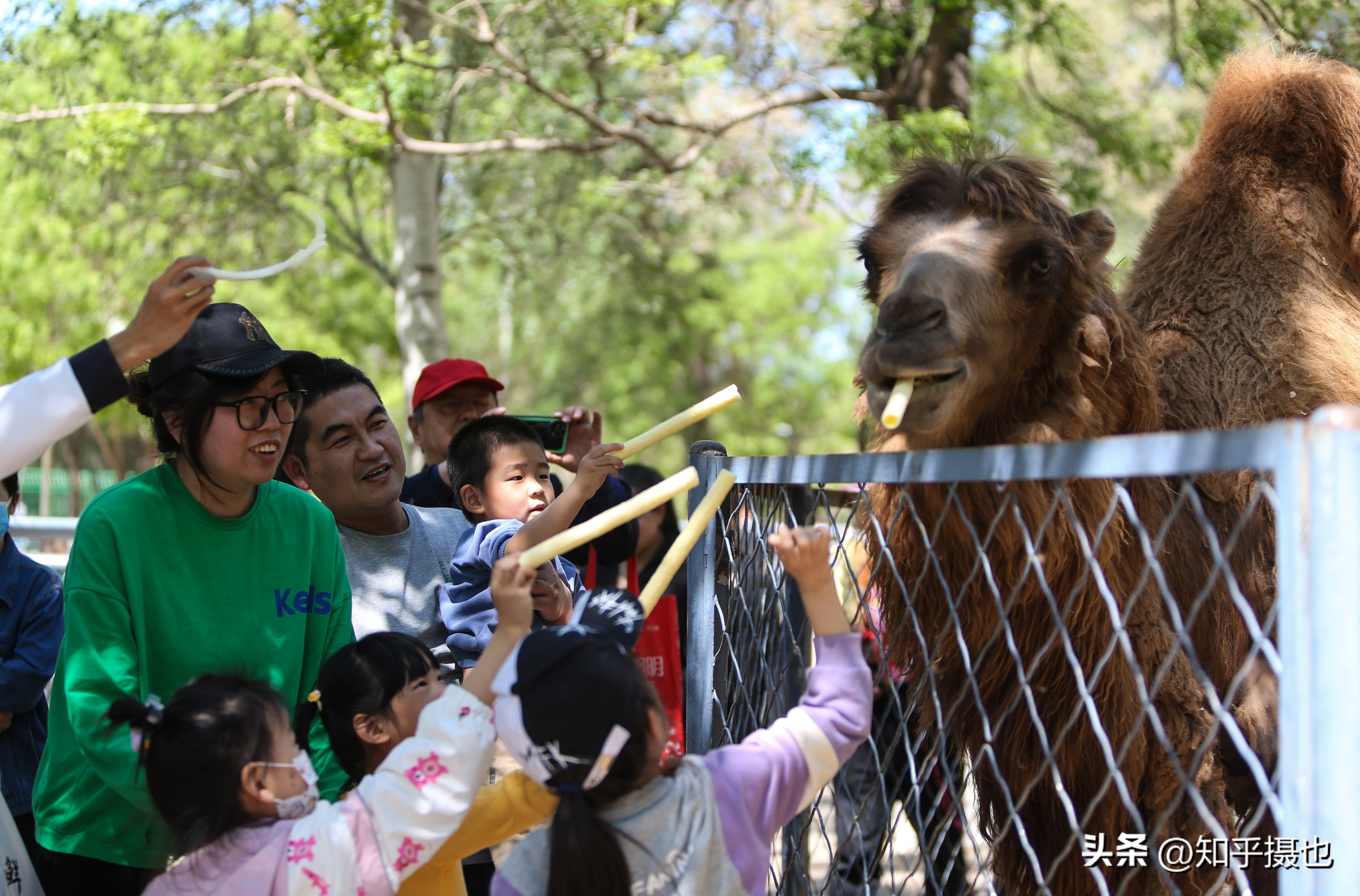 沈阳森林动物园带什么吃的,沈阳森林动物园自带菜