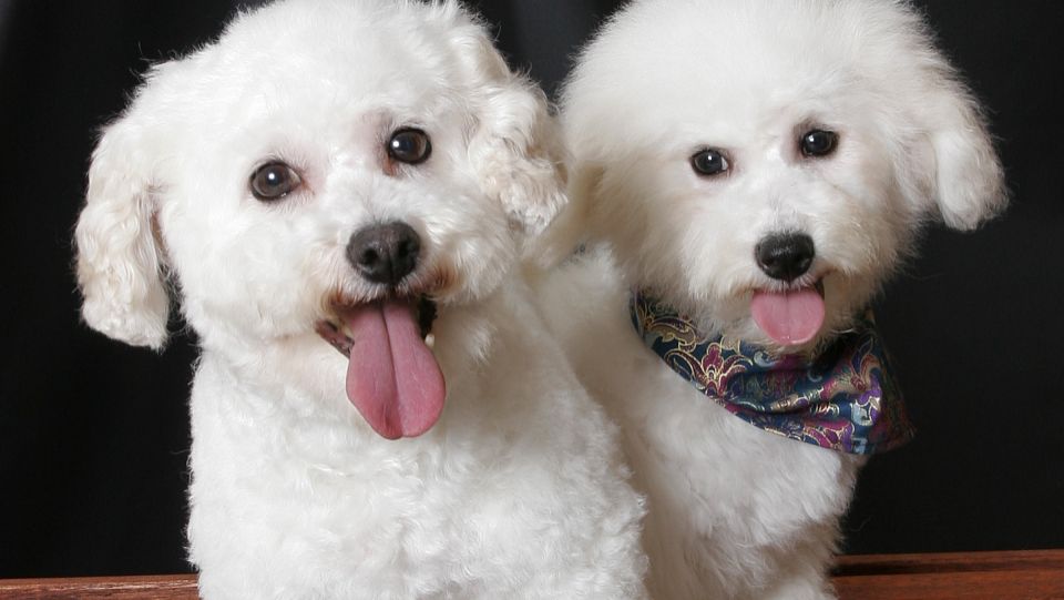 养泰迪还是比熊犬好养,养比熊犬好还是养泰迪犬好