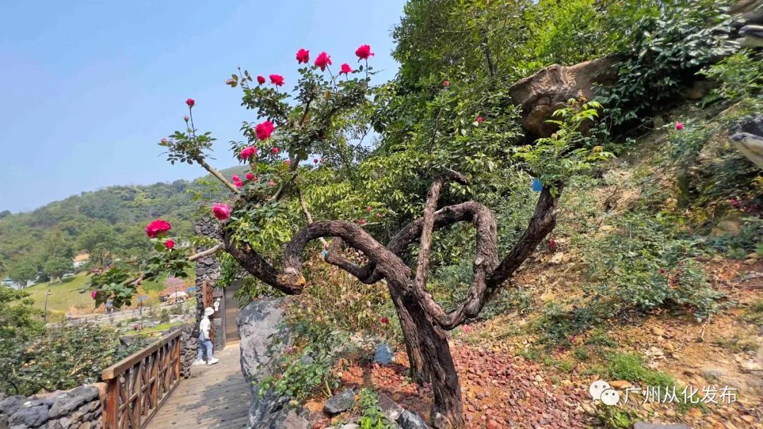 两人从化两天一夜游玩攻略,去从化玩的攻略