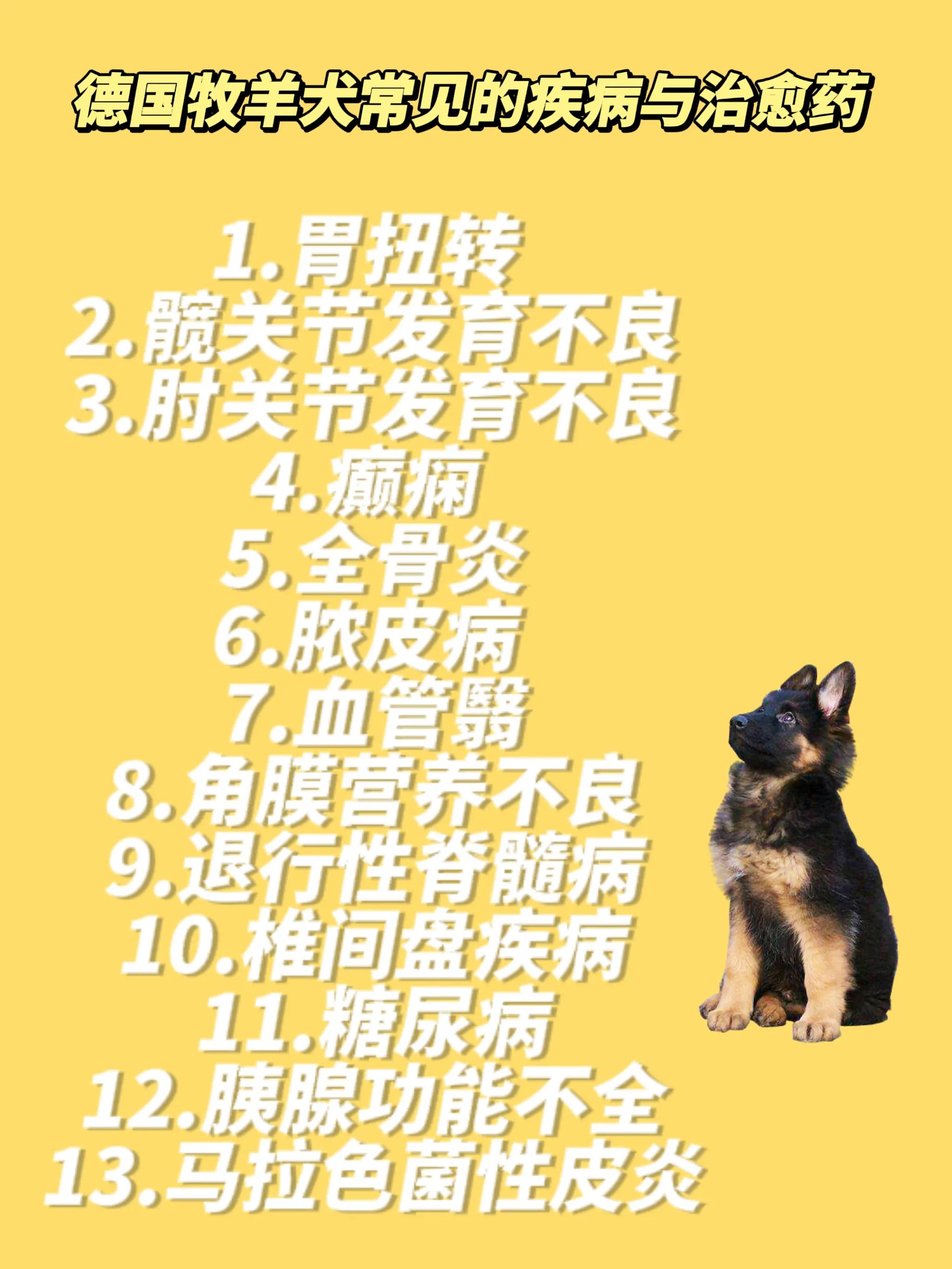 德国牧羊犬疾病,关于德国牧羊犬的小知识
