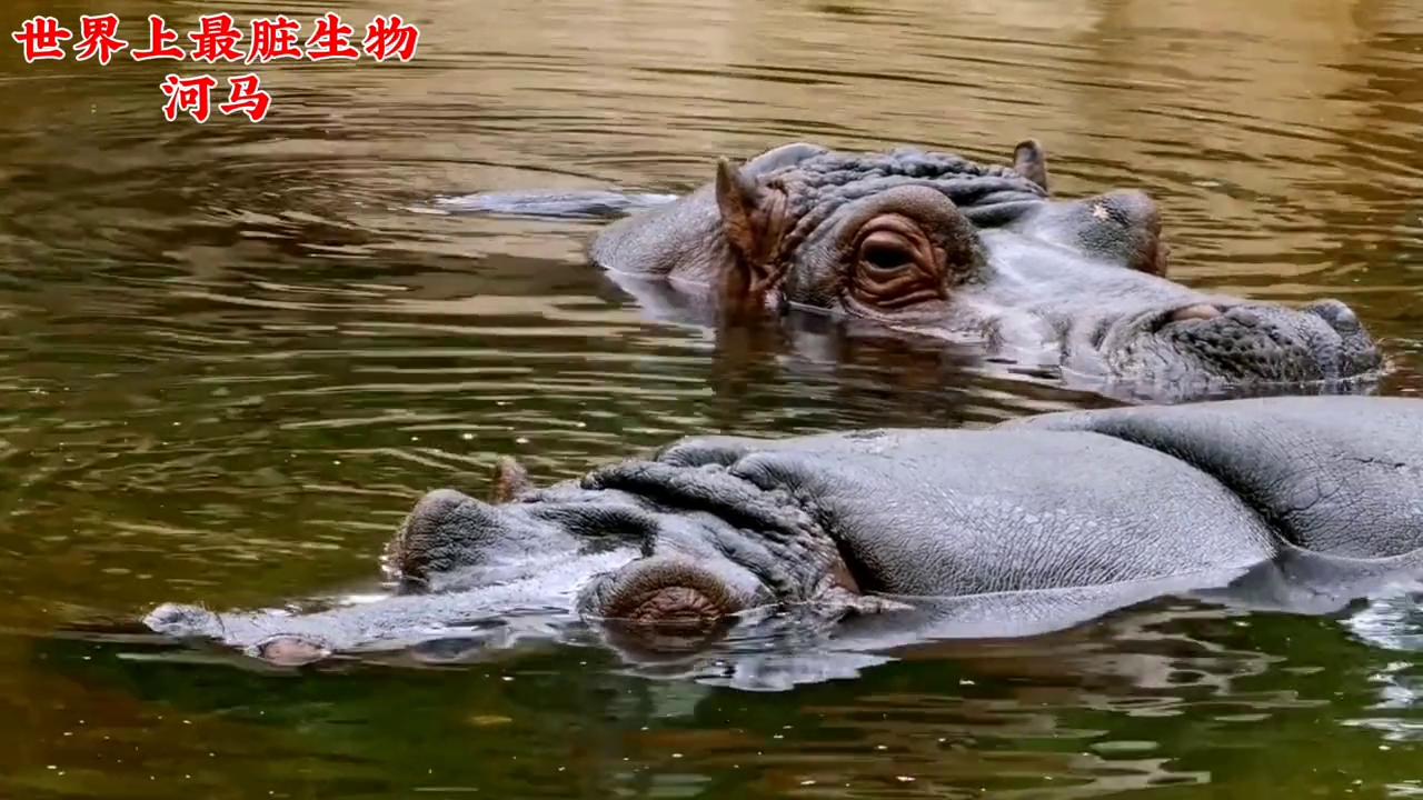 世界上最可爱动物河马,最懒动物河马