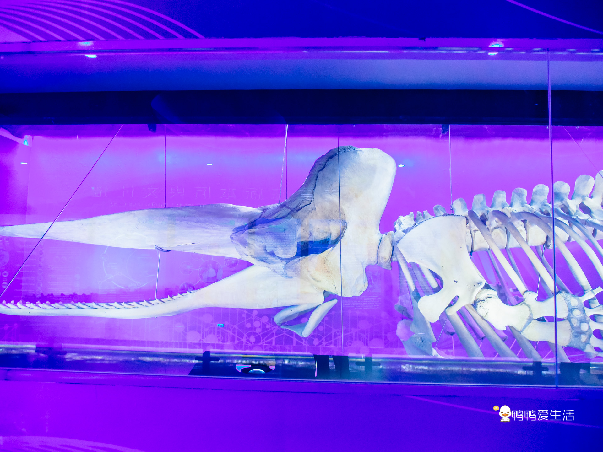 厦门鼓浪屿海底世界的抹香鲸,厦门鼓浪屿亲子旅游攻略