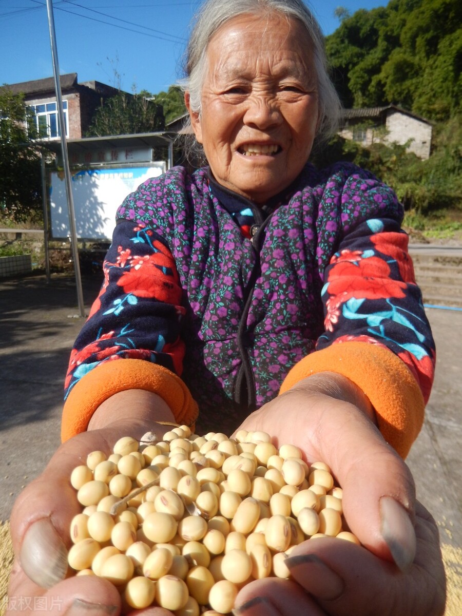 全国各地大豆价格最新行情分析,今日全国各地大豆价格行情走势