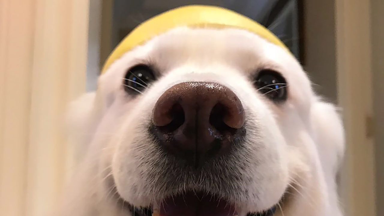 动物在交配前，为啥会先闻对方的屁股，小小肛门释放了多少信息？