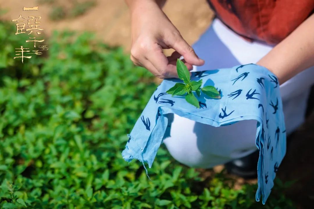 蒸牛肉的正确做法视频教程,蒸牛肉的教程