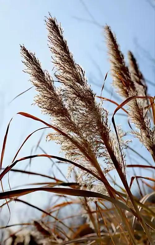 侧耳倾听冬天图片,侧耳倾听风的吟唱