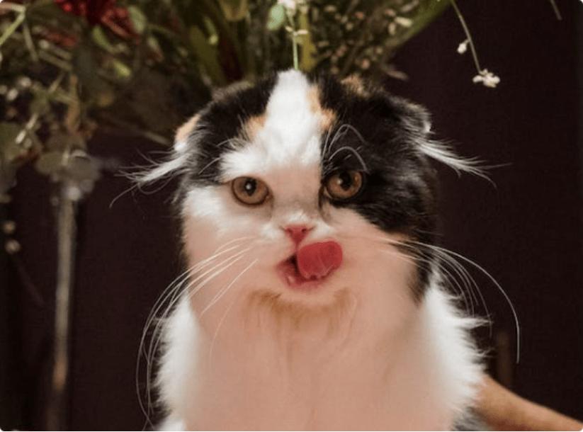 什么牌子的猫罐头质量好,希宝猫罐头种类