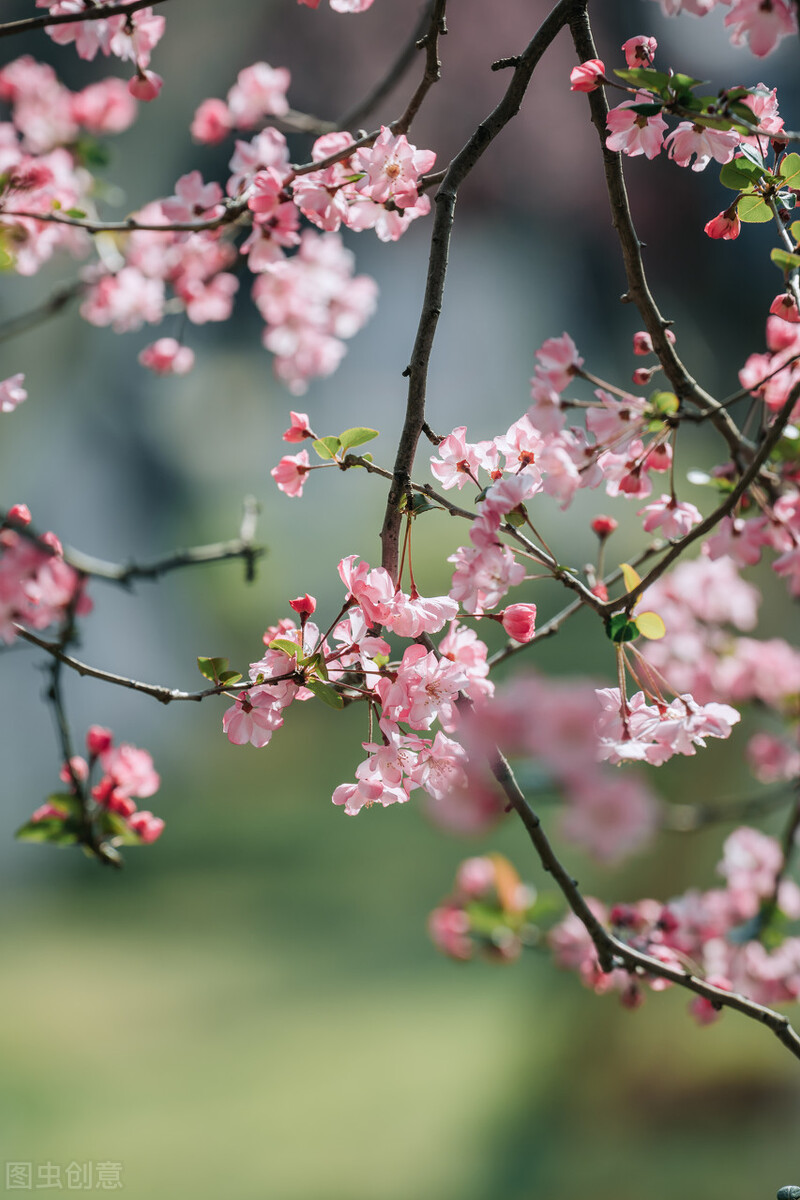 春季生发应如何调理肝脏,中医春季如何调肝养肝