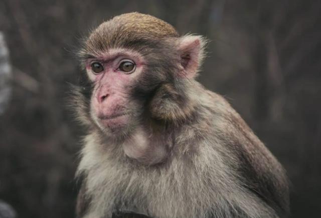 猴王被击毙猴子下跪,猴王被击毙所有猴子一哄而散