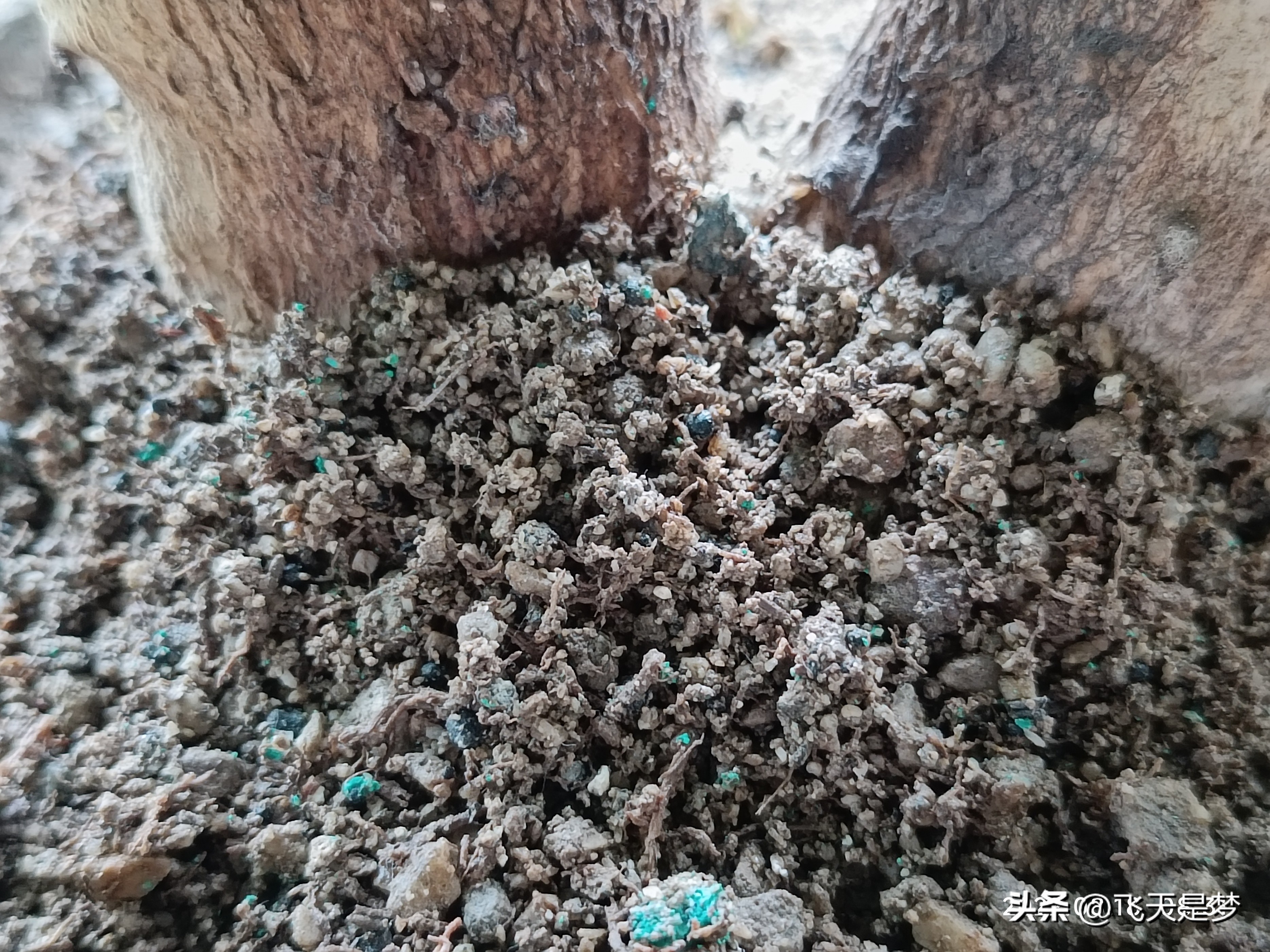 玉麒麟树的养护,玉麒麟好养吗