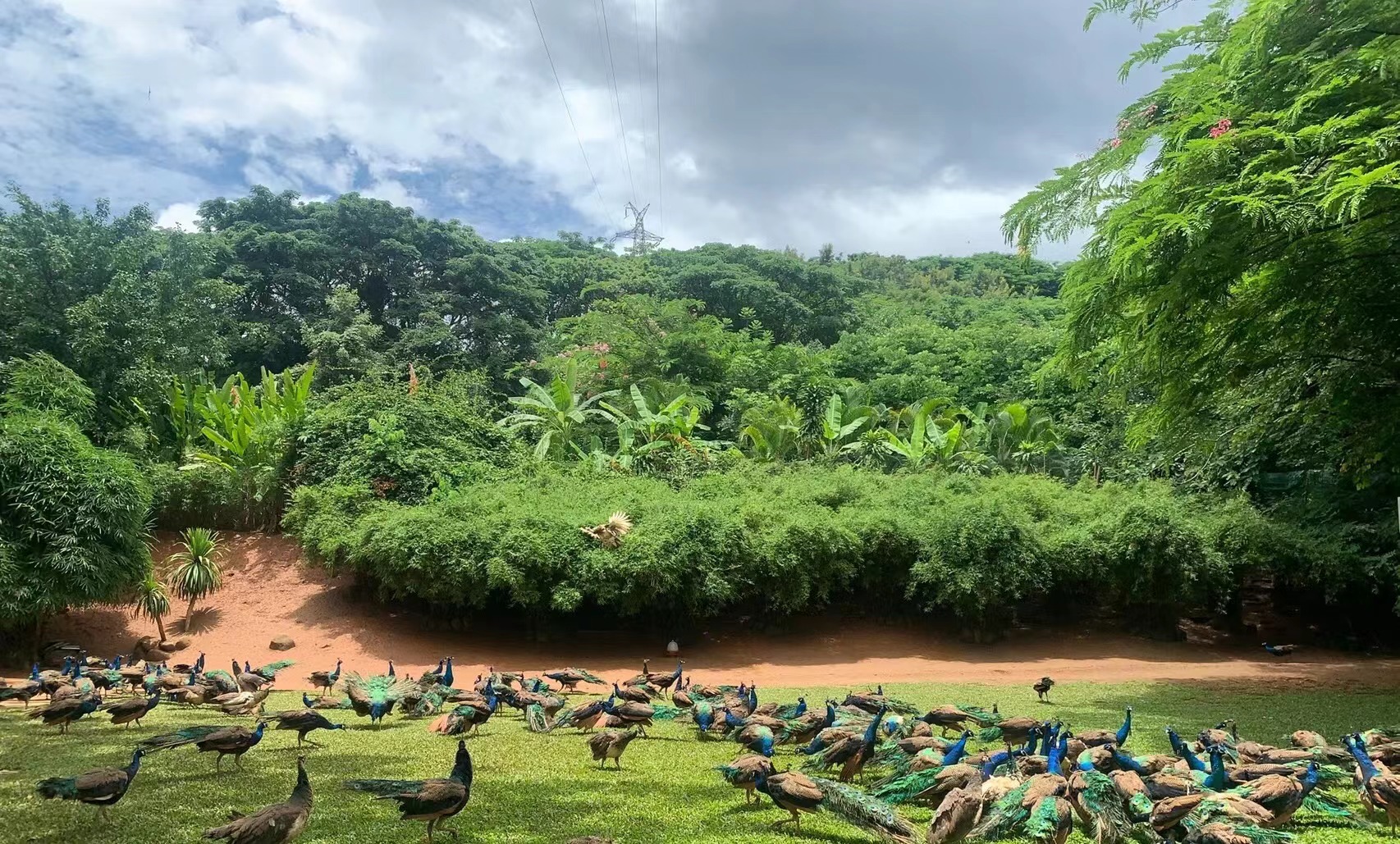 西双版纳旅游很嗨,假期放松之慢游西双版纳