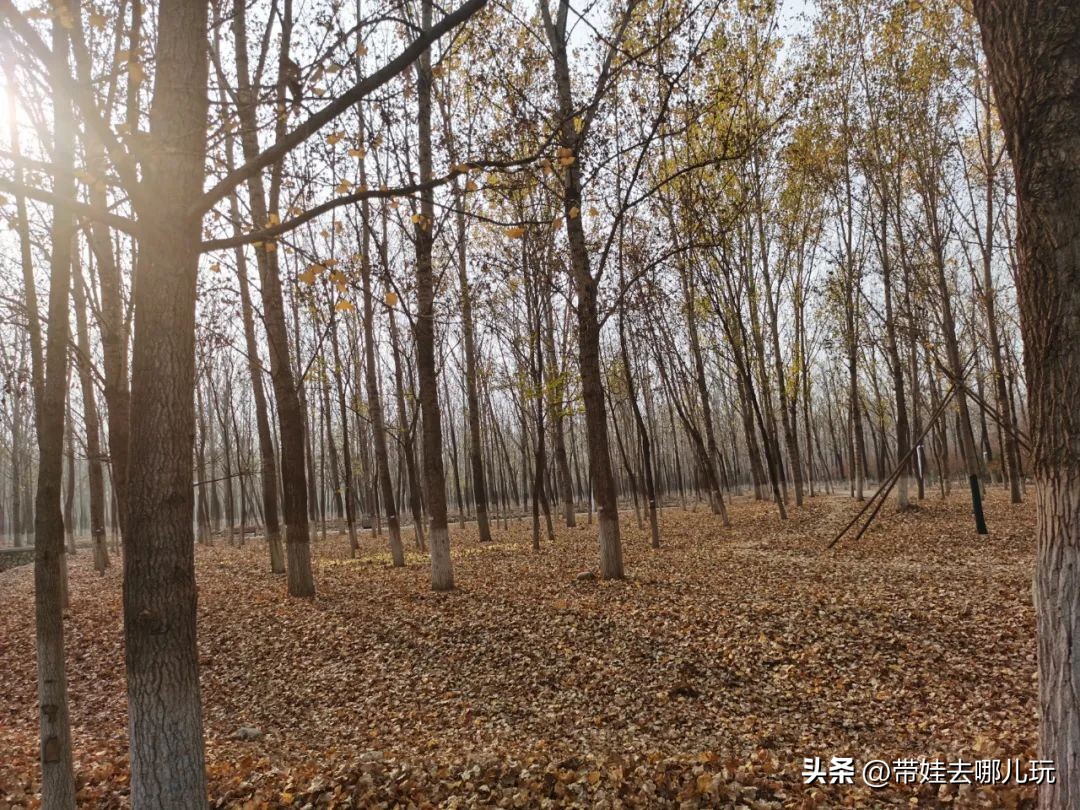 在森林公园里玩耍,中国可以骑行的森林公园