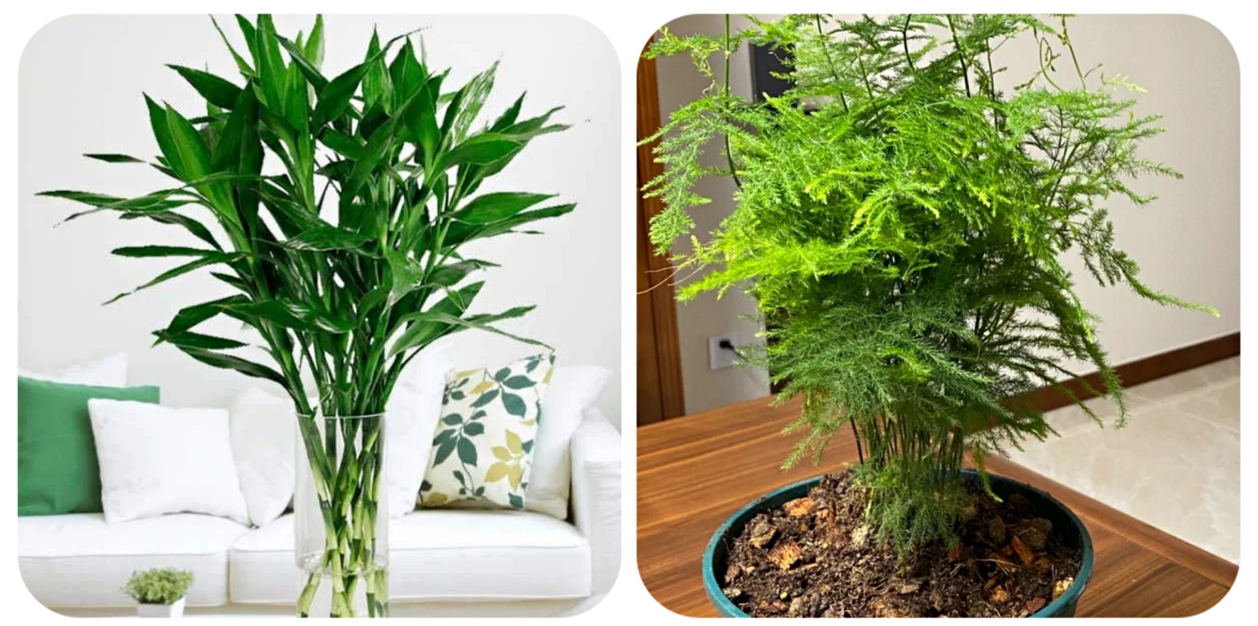 100种花能养在阳台上，50种开花的，40种绿植，10种蔬果