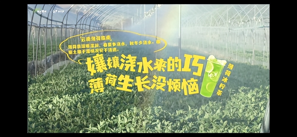 益禾堂薄荷奶绿隐藏喝法有哪些,益禾堂薄荷奶绿加珍珠多少钱