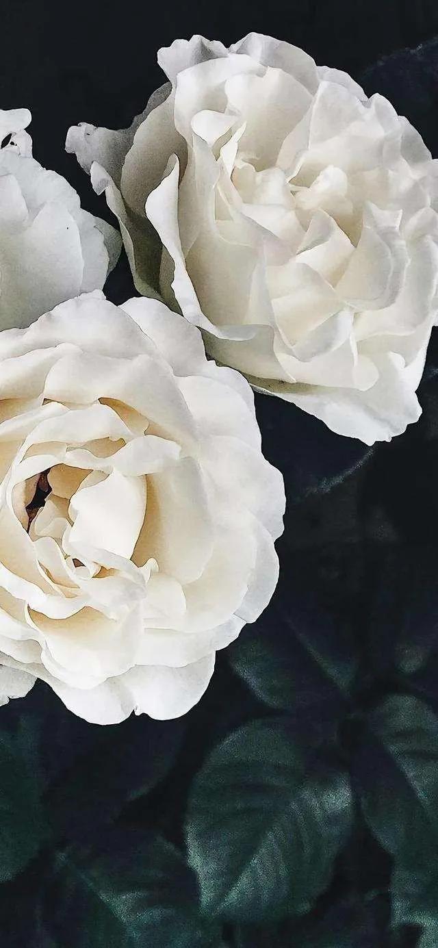 花朵黑白手绘图,黑白图片花朵