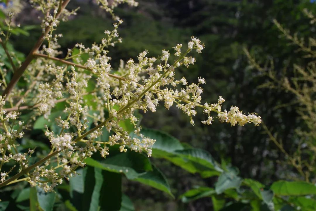 150种常见药用植物大全,150余种常见药用植物花期组图