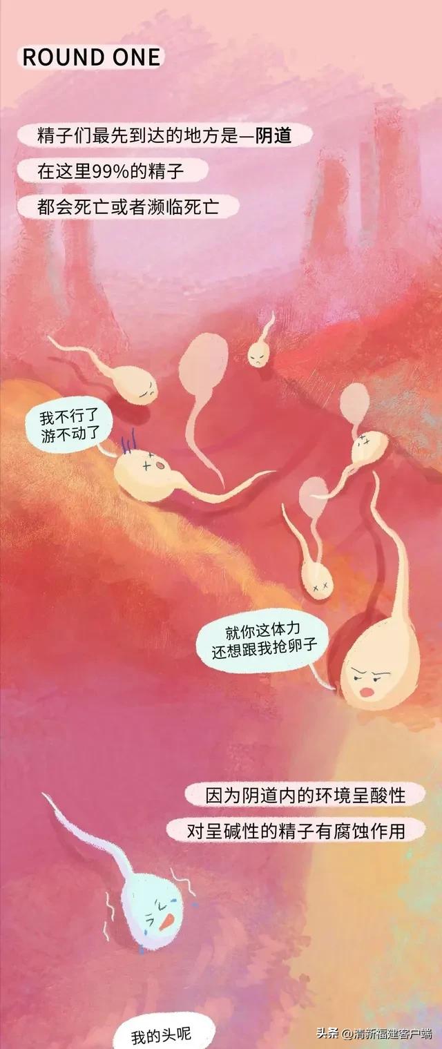 漫画专题丨这就是精子进入女性体内的全过程,太神奇了