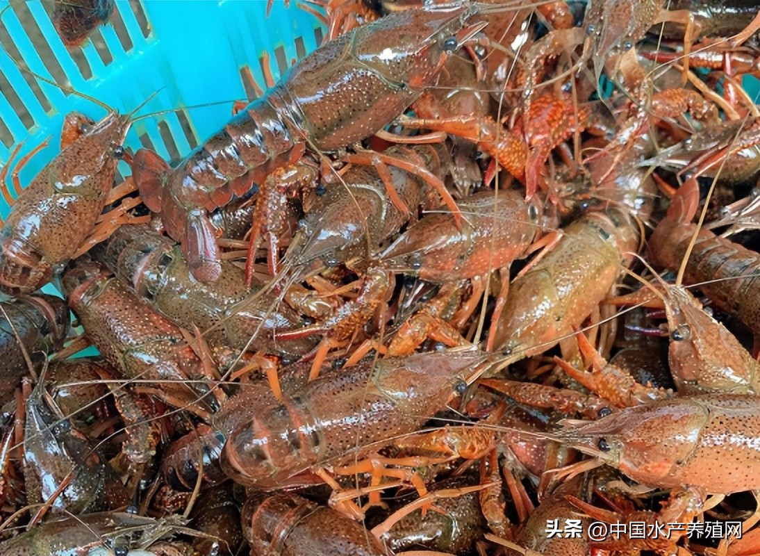 小龙虾价格暴跌的原因是什么,小龙虾价格暴跌是什么原因