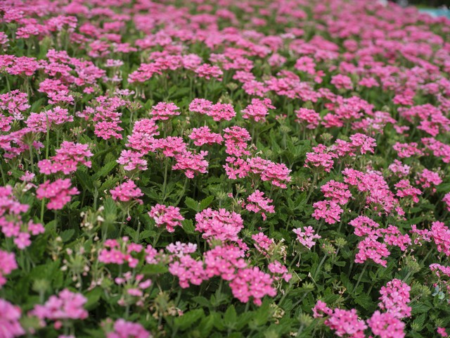 一年四季都盛开的花儿是什么花儿,开在春天的5种花儿你认识几种