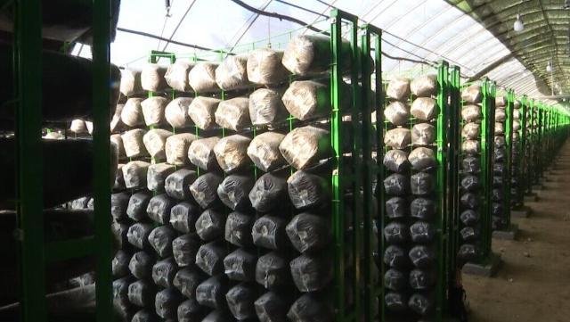 食用菌产业振兴力促增收富民,两当食用菌产业托起致富梦