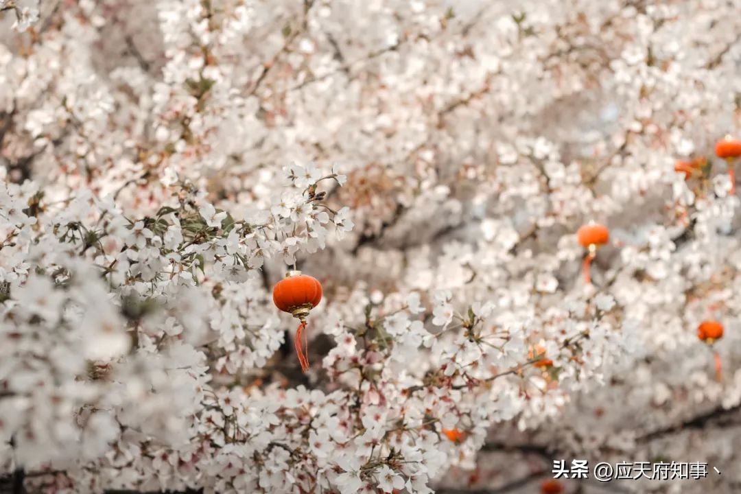 南京燕子矶滨江公园,南京燕子矶是哪个区