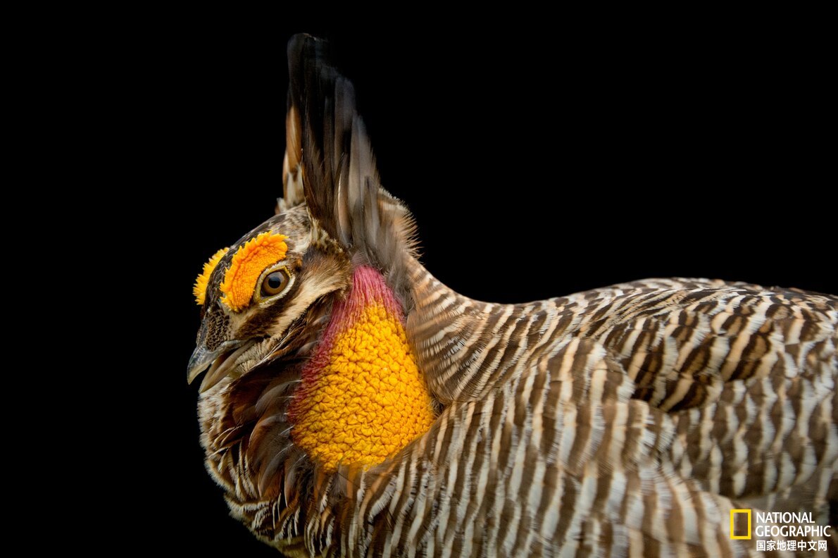 美国最神秘的物种,美国独有物种