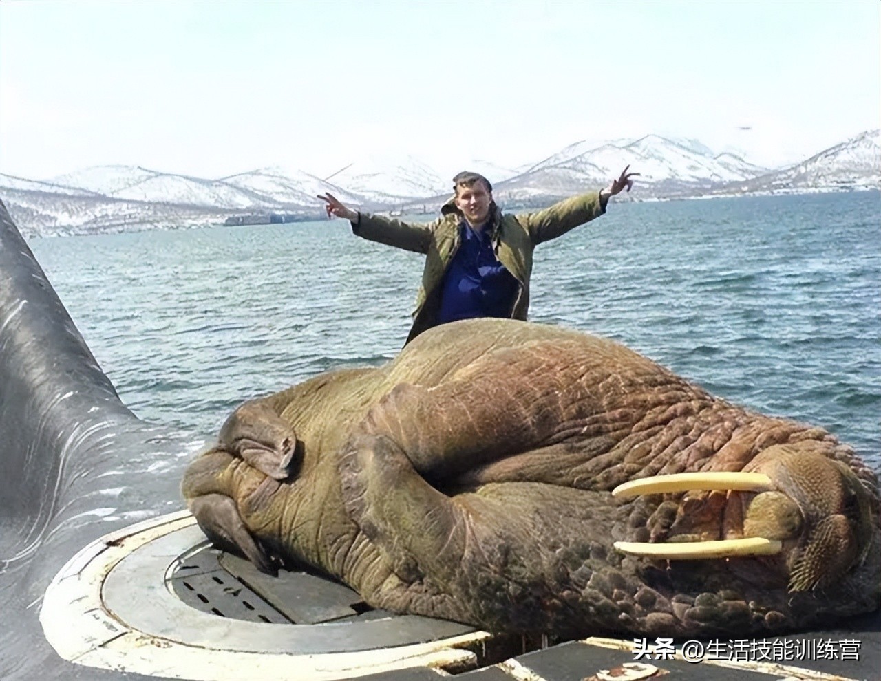 动物界中最强大的动物,动物界中最强动物