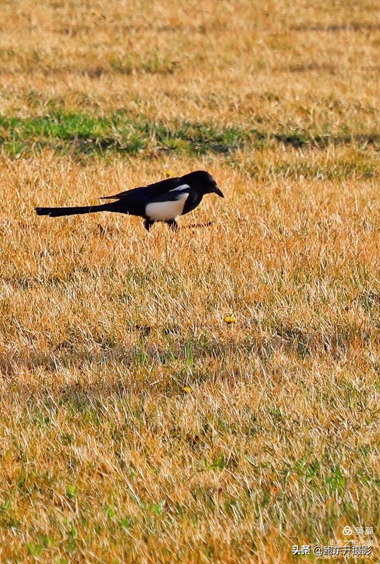 清晨的公园静态美和动态美,运城体育公园夜间灯光