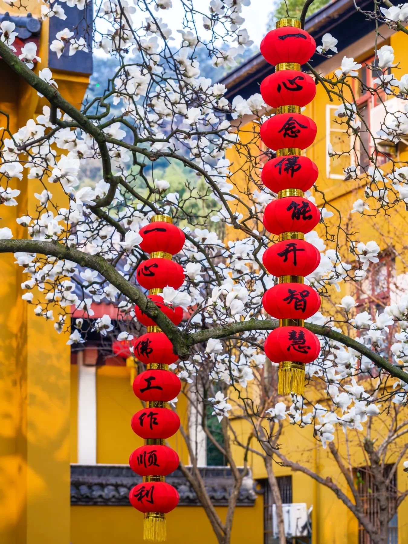 玉兰花壁纸头像,全部姓孙的玉兰花壁纸