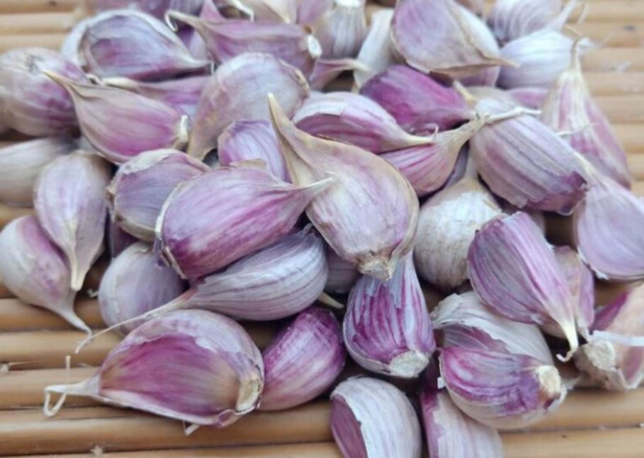 大蒜盆栽的种植方法与步骤,如何种大蒜盆栽一天就可以长好