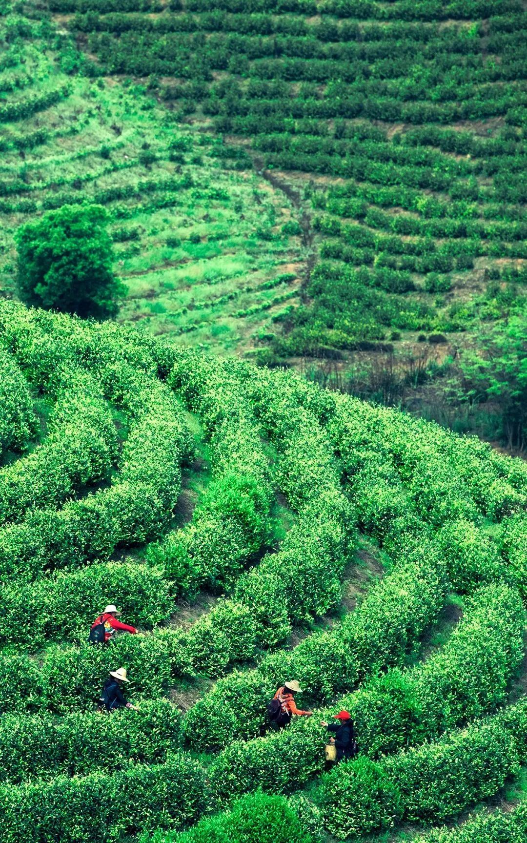 最好的湖北茶,值得收藏的绿茶口粮茶