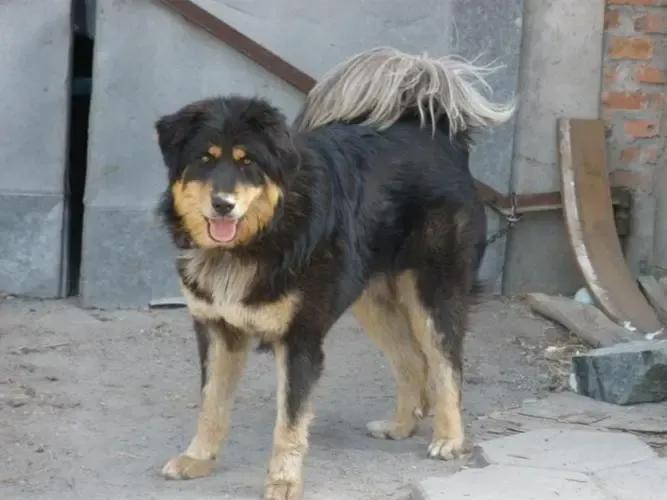 狗有哪些犬种,中国狗犬种排名