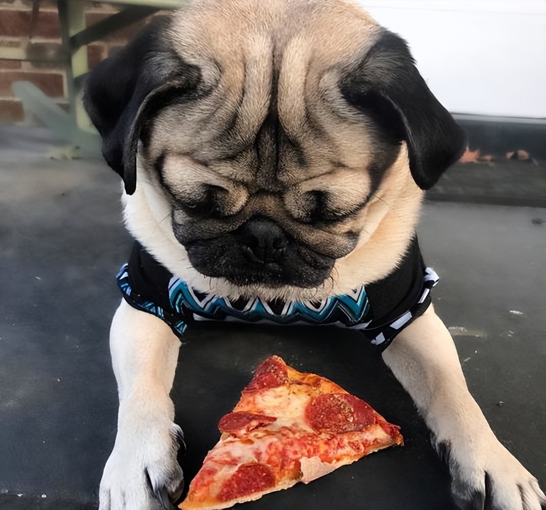 狗狗最爱吃的10种食物,狗狗喂什么食物比较好