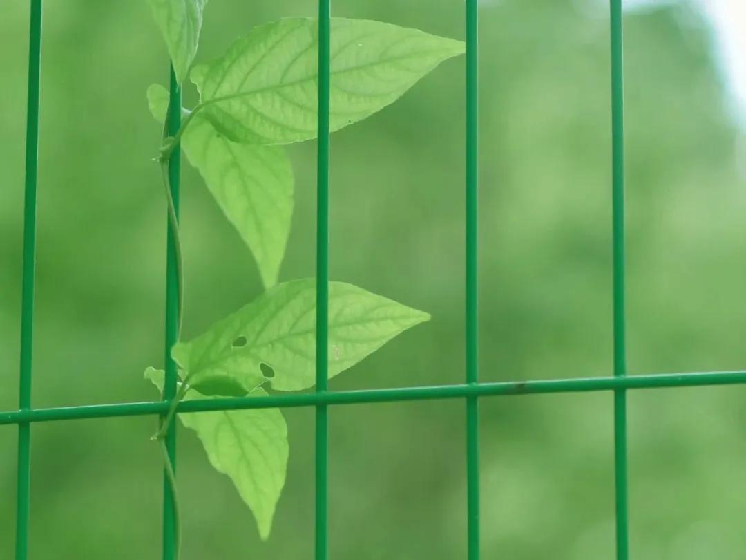 海贼王朋友圈背景图,朋友圈高级感背景图