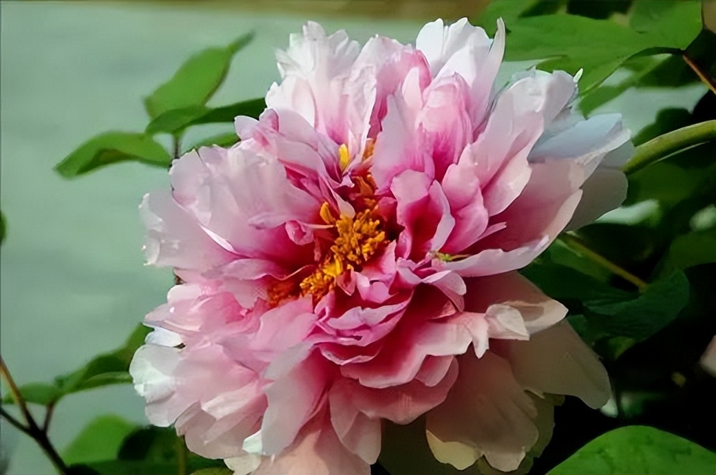 中国传统十大名花排名及文化内涵,中国十大名花惊艳世界