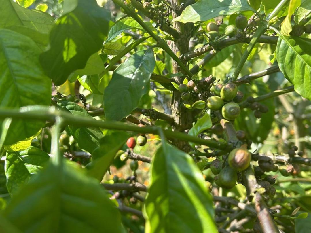 春天里的保山：连锁品牌、线上平台与返乡青年如何改变保山咖啡